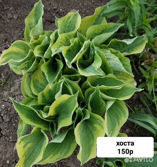 Многолетники для сада цветы