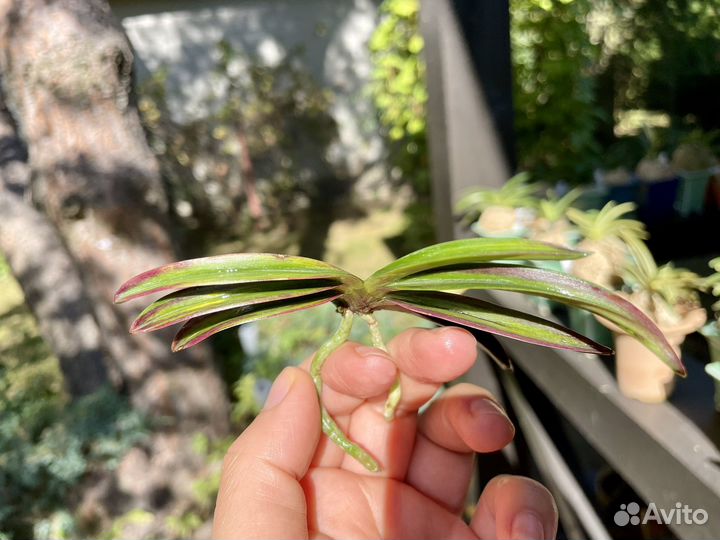 Neofinetia falcata Beniogi