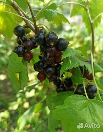 Смородина чёрная, красная и жёлтая