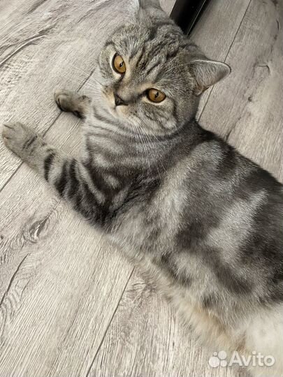 Британский кот