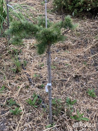 Лиственицы