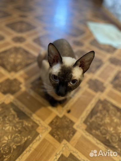 Канадский сфинкс