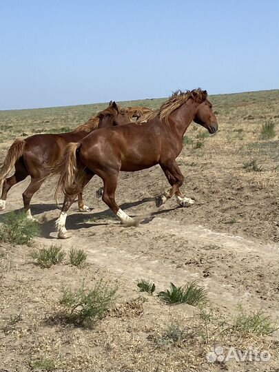 Жеребец полутяж