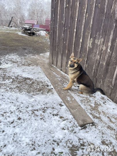 Немецкая овчарка