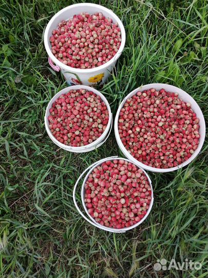 Земляника лесная, свежая