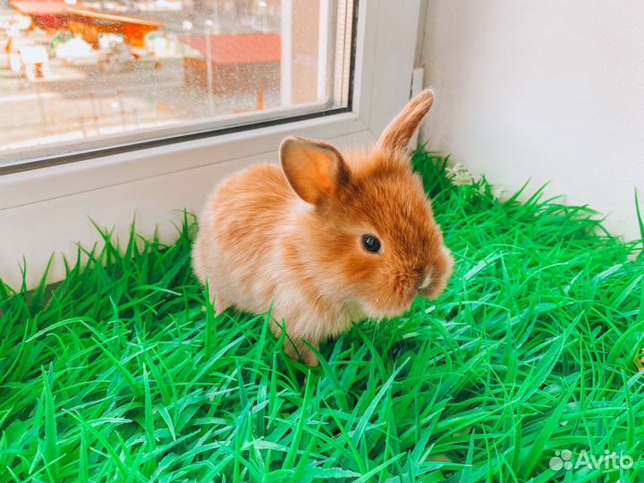 Карликовый кролик - рыжий и другие цвета