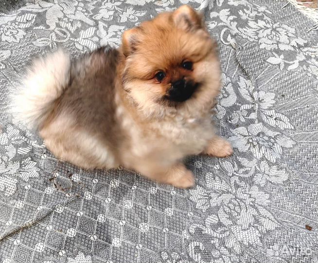 Померанский шпиц мини