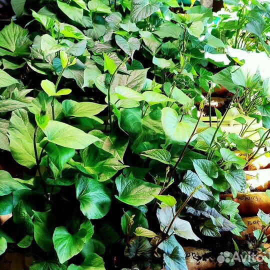 Черенки и клубни батата 16сортов, отправка почтой