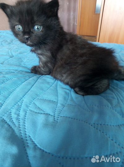 Продам котенка