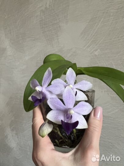 Орхидея фаленопсис