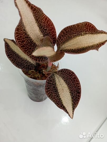 Драгоценная орхидея