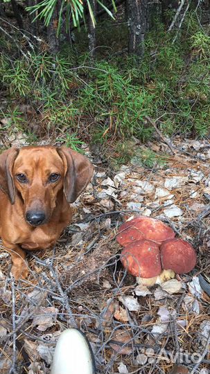 Такса вязка