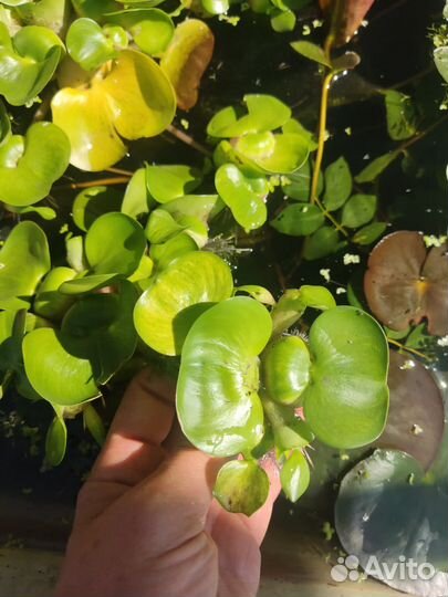 Эйхорния водный гиацинт