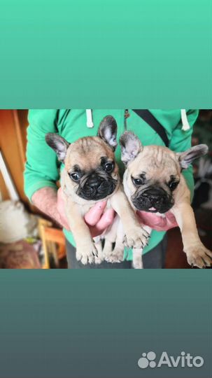Французский бульдог