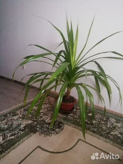 Панданус, непентес, спатифилум, гинура