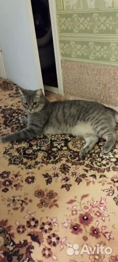 Котик в добрые руки