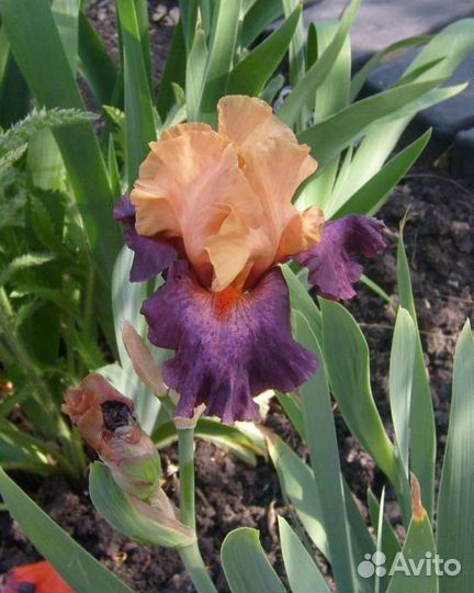 Ирисы бородатые