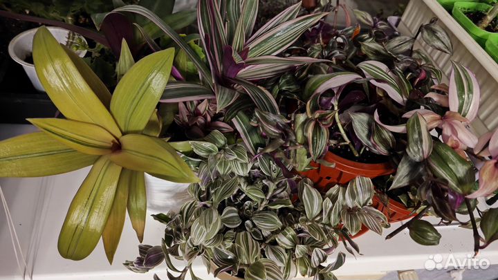 Традесканции