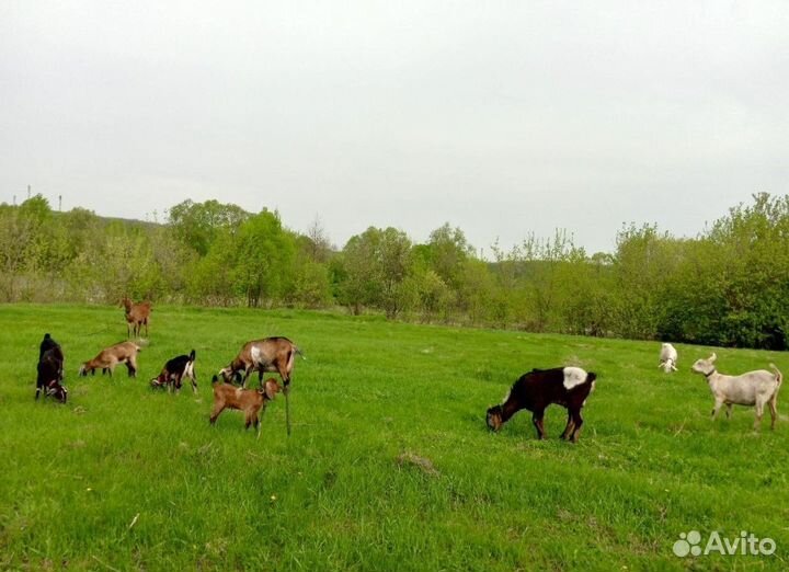 Англо нубийские козы