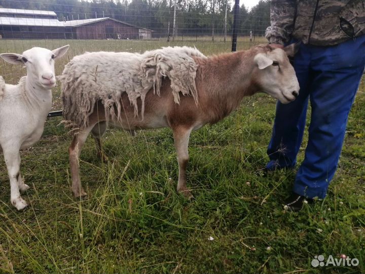 Катумские бараны