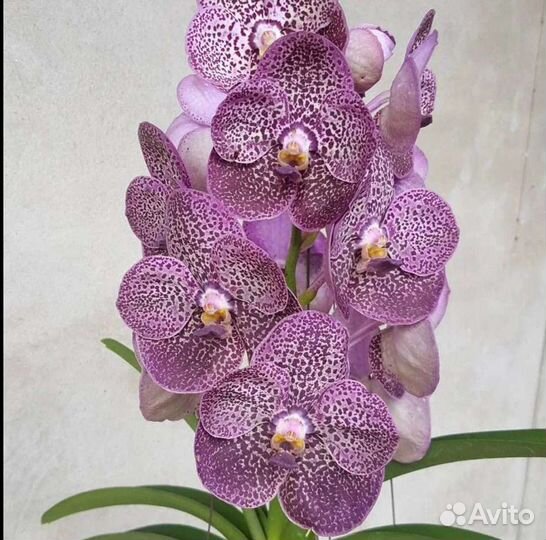 Орхидеи Ванды на Июль