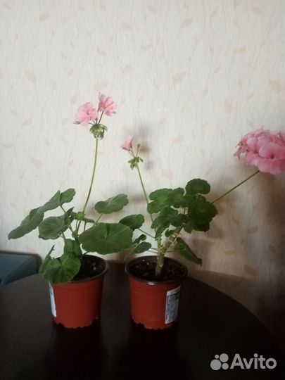 Пеларгонии, аванти сэлмон 