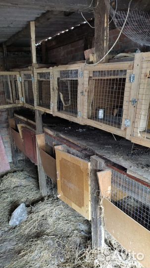 Клетка для кролика или нутрии