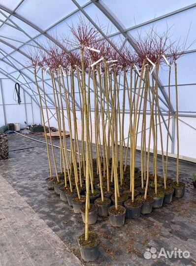 Ива Хакура Нишики штамб 100-200см