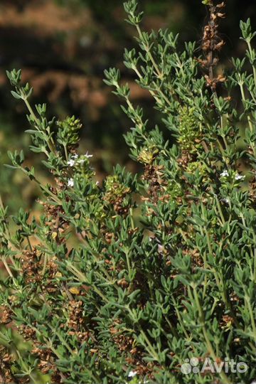 Растения для сада