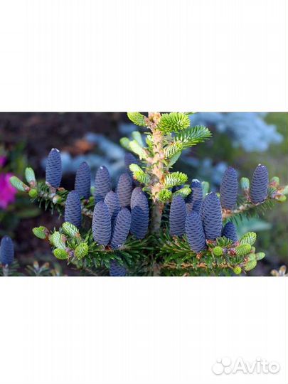 Пихта корейская Блю Стандарт