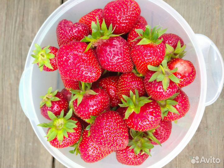 Клубника 14 сортов. зкс