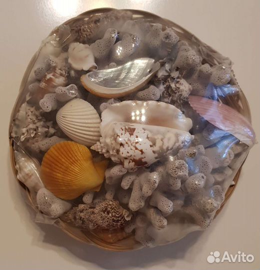 Морские ракушки и кораллы