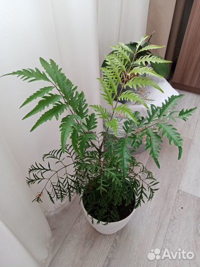 Комнатный цветок (полициас)