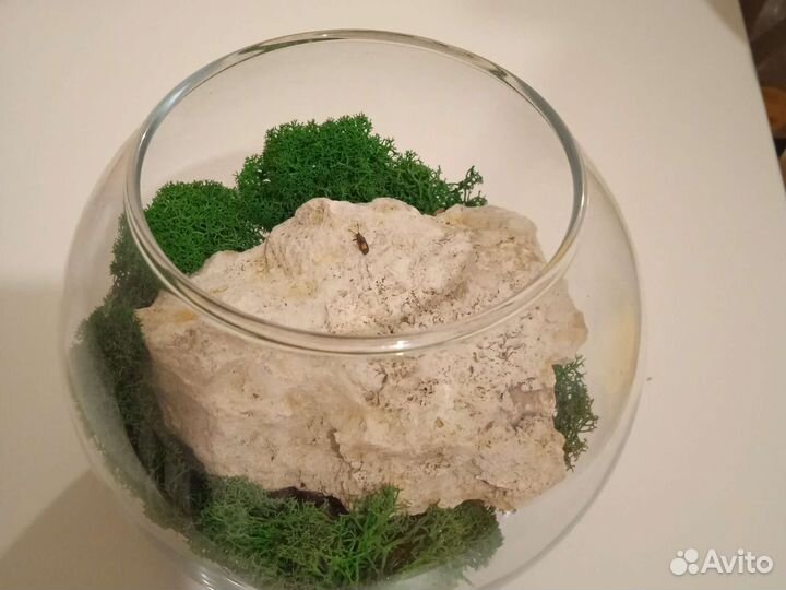 Стабилизированный мох. Декор для интерьера