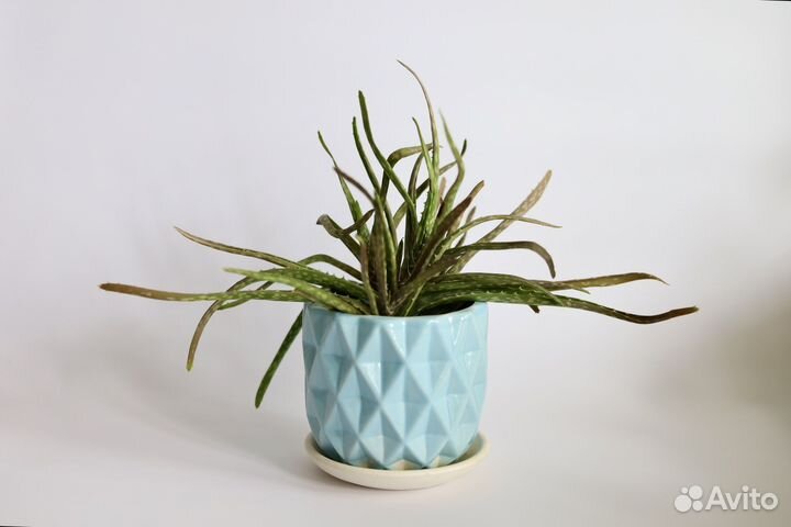 Алоэ, оксалис, толстянка