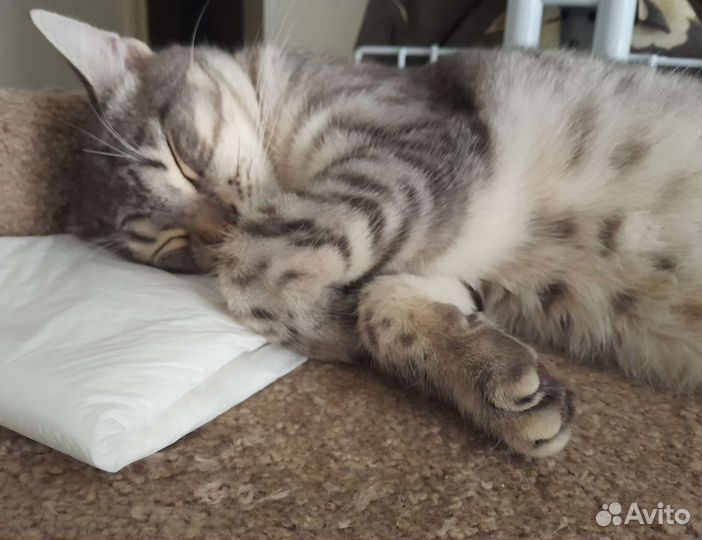 Кошка в дар бесплатно