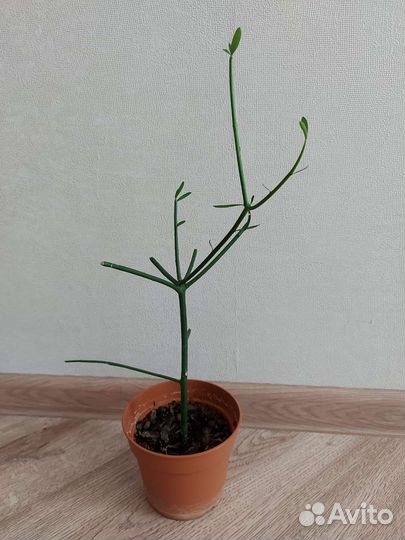 Молочай тирукалли