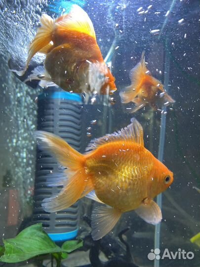 Рыба золотая