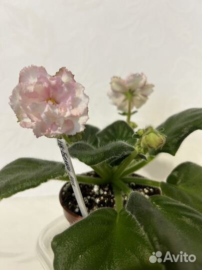 Фиалки цветущие