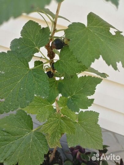 Саженцы плодовые мушмула смородина виноград розмар