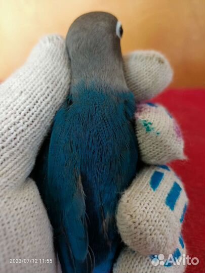 Попугай вид Неразлучник Фишера ' Маска ' Корелла