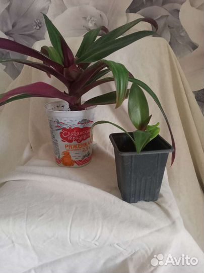 Рео колыбель Моисея традесканция