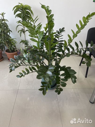 Замиокулькас