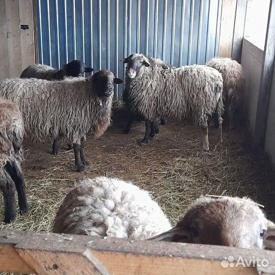 Бараны, овцы
