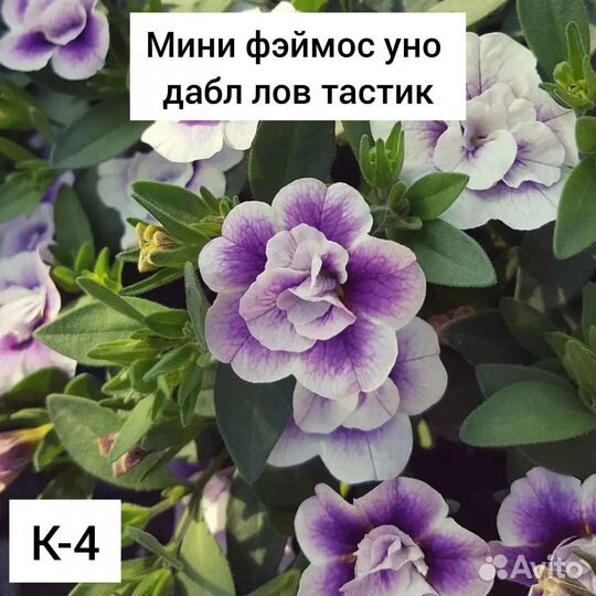 Калибрахоа черенки