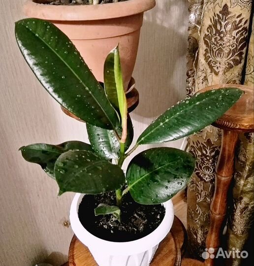 Молодые фикусы