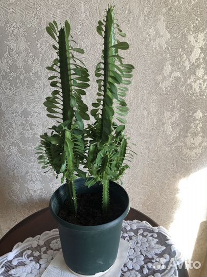 Комнатные домашние цветы город Санкт Петербург