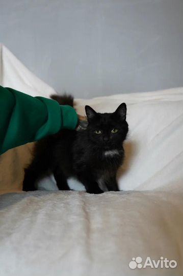 Черная пушистая кошечка в добрые руки