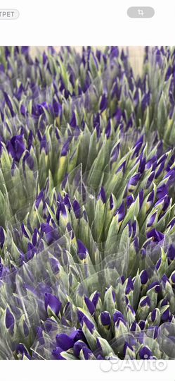 Букет цветов ирисы