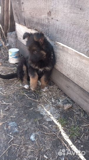 Щенки немецкой овчарки